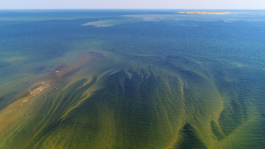 Algförgiftning (blågröna alger, cyanobakterier) – symtom, behandling och förebyggande åtgärder